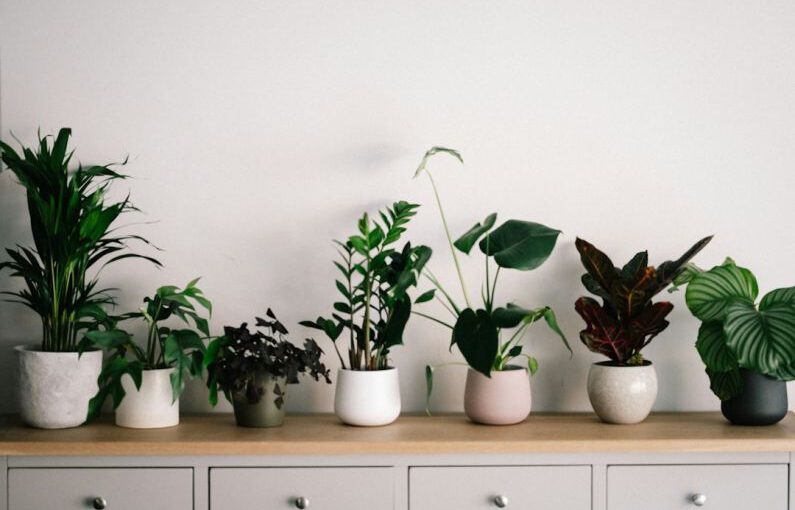 Indoor Plants - green plant on white ceramic pot