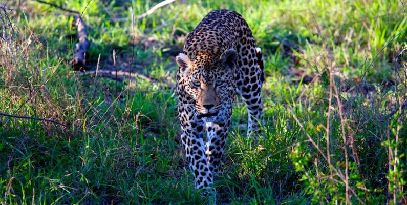 Bargain Hunt - leopard walking on grass field during daytime